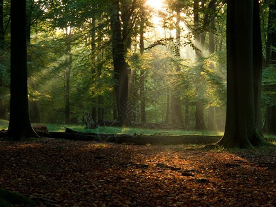颜色梁精彩的秋天有雾和温暖阳光的仙尾林图片