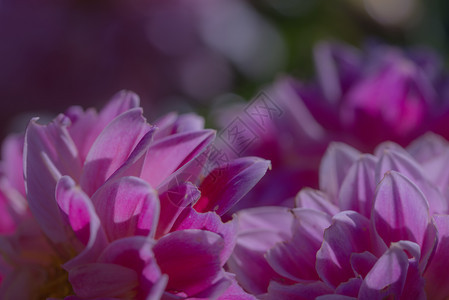 芽作品食物深色背景上的紫达莉亚花特写深色背景上的紫达莉亚花图片