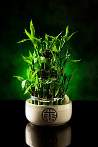 奢华的超过黑玻璃桌上有绿点亮的竹子植物照片花园图片
