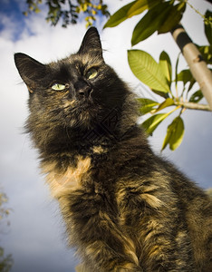 瞳孔主导的眼睛普通有猎人角的家猫盯着暴风天看图片