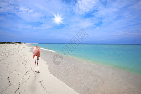 场景海岸阳光阿鲁巴BocaGrandi海滩白沙中的Flaminggo图片