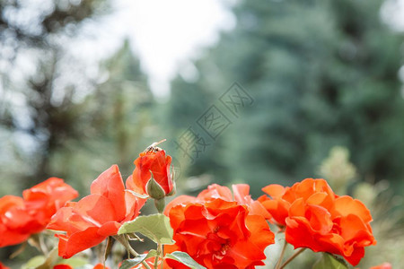 授粉红色细的鲜花紧有选择焦点露地深度浅广告雄蕊图片