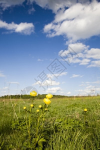 云充满活力欧洲春色黄花和蓝天空欧洲春光树图片