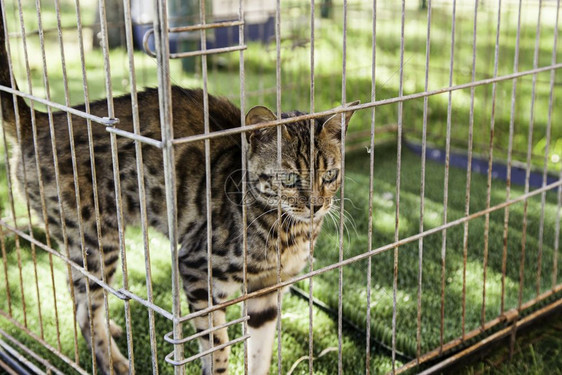 肖像伊比莉安林克斯关在笼子里详细介绍濒危动物肉食金属丝图片