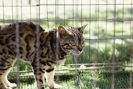 野猫伊比莉安林克斯关在笼子里详细介绍濒危动物栅栏看图片