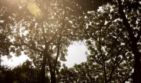 荒野黑色的大树光亮照耀着枝的大轮盘阳光图片