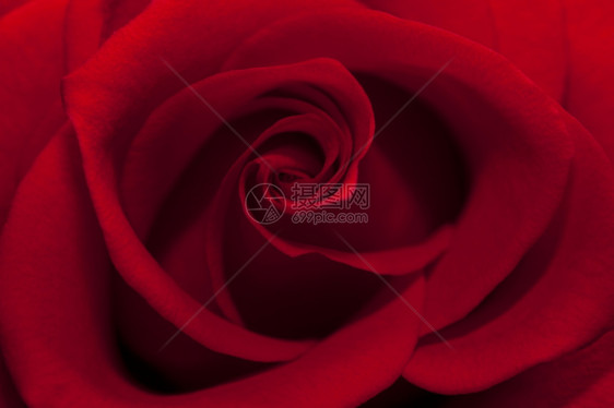 周年纪念日美丽的红玫瑰紧贴近粉色的天图片