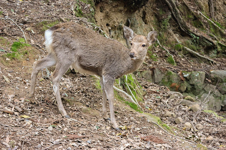 日本野生友善可爱鹿在纳拉公园露天降压日本人纯真图片