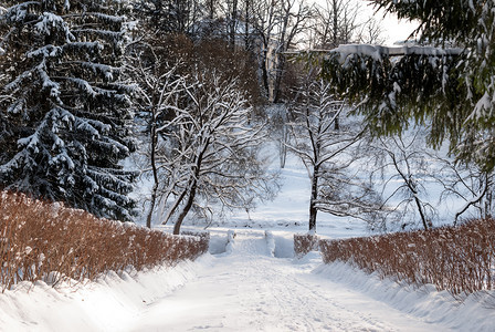 环境冰在阳光明媚的冬季天有一座桥横渡河流的雪地公园大道白色的图片