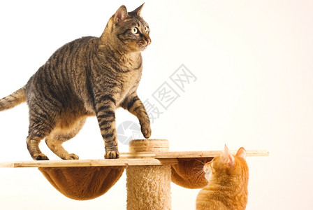 猫爬架上玩耍的猫咪图片