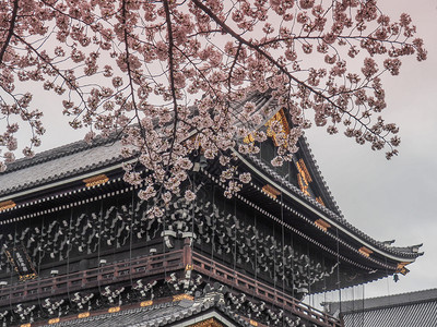 屋顶旅行树日本京都四月9日2017年与HangashiHonganji寺庙一起展出樱花图片