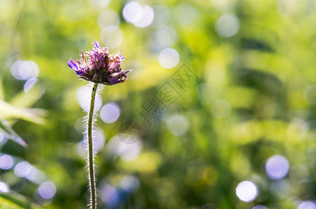 自然草甸花夏日风景背光草地花人们未开垦图片