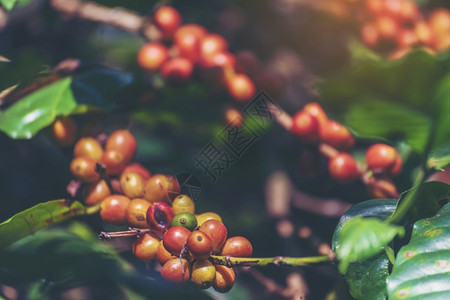 人们红色的绿生态有机农场的新鲜种子树植关闭咖啡园新鲜豆绿叶树丛收成的红熟种子关闭为咖啡园果而收获的阿拉伯良种果子农民图片