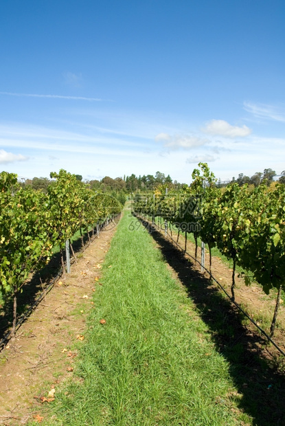 行业新鲜的澳大利亚南威尔士州部高地的一个葡萄园里种植的树长于澳大利亚新南威尔士州部高原水果图片