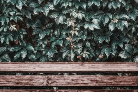 爬行者复古的原始彩色自然背景及复制空间野葡萄的湿叶木板上水滴湿叶优质图片