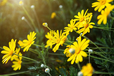 草地美丽的田黛西花朵或小白菊黄在春天花园的绿草上生牛眼环境户外背景图片