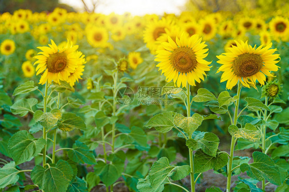 植物群泰国夏季日落和阳光明灯背景盛开的农耕田中金向日葵地叶子图片