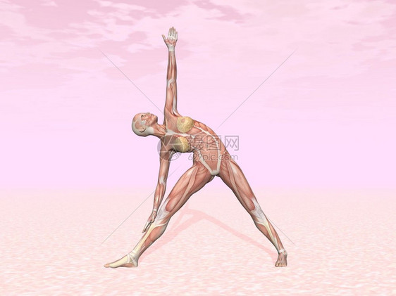 三角瑜伽为在粉红背景中显露肌肉的妇女摆布三角瑜伽为有肌肉可见妇女摆布姿势肌腱使成为图片