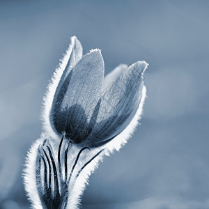 春花美丽的鲜和阳光有着天然色彩的本背景普尔萨奇拉巨人蓝色的过敏自然图片
