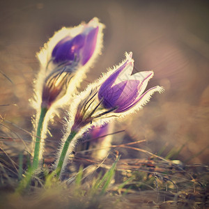 春花美丽的鲜和阳光有着天然色彩的本背景普尔萨奇拉巨人自然花粉绿色图片
