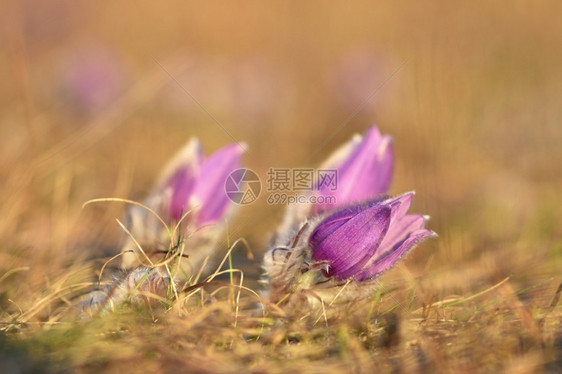 颜色绽放蓝的春花美丽鲜和阳光有着天然色彩的本背景普尔萨奇拉巨人图片