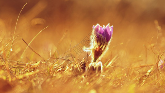 毛茸盛开春花美丽的鲜和阳光有着天然色彩的本背景普尔萨奇拉巨人花园图片