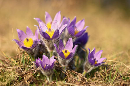 柔软的春花美丽鲜和阳光有着天然色彩的本背景普尔萨奇拉巨人格兰迪斯花瓣图片