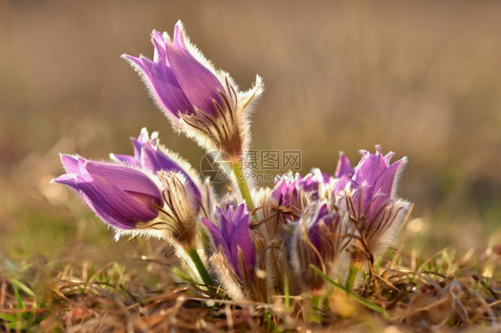 春花美丽的鲜和阳光有着天然色彩的本背景普尔萨奇拉巨人一种植物生长图片