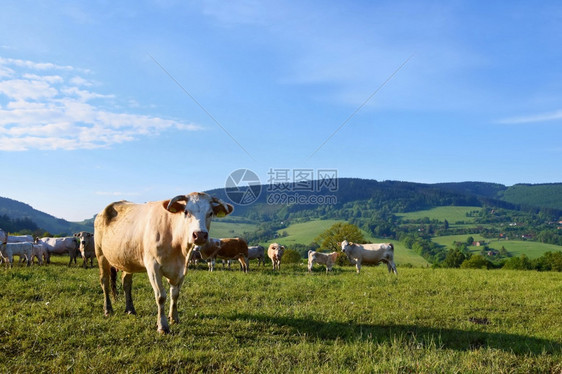 轻擦捷克语爬坡道夏季山区美丽的风景捷克白喀尔巴阡山脉欧洲图片