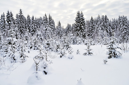 美丽的森林草地冬天雪下有fir树在俄罗斯木松针叶图片