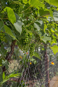 著名的生长葡萄藤绿在花园里种植葡萄藤绿色欧洲图片