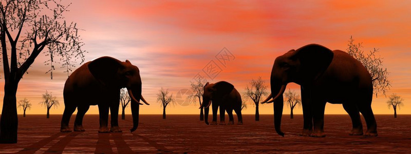 非洲沙漠三头大象的影子站在热带草原上的巴之间由热带草原中的日落大象形成灰色的图片