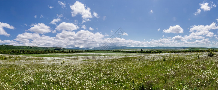 明亮的洋甘菊蓝天和云彩背景的全甘菊田地以蓝色天空为背景地平线图片