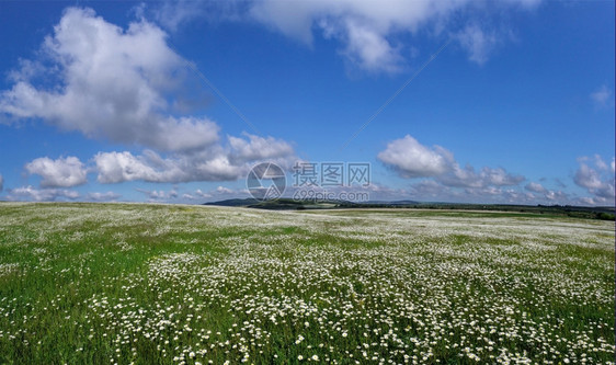 蓝天和云彩背景的全甘菊田地以蓝色天空为背景日出绿色清楚的图片