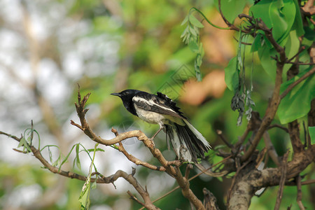 喜鹊知更鸟绿色观看Copsychussaulalis站在一个树枝上图片