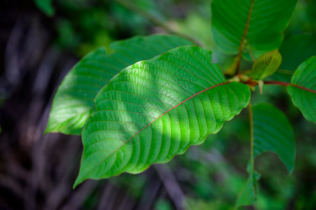 KratomMitragynaspeciosagreen是一种药物理亚洲图片