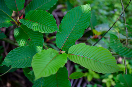 分子KratomMitragynaspeciosagreen是一种药物绿色糖尿病图片