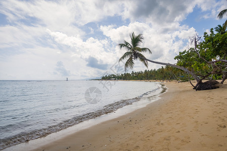 支撑树木在多米尼加萨马纳半岛ElPortillo的GrandBahia海滩看到热带沙棕榈树和蓝天埃尔图片