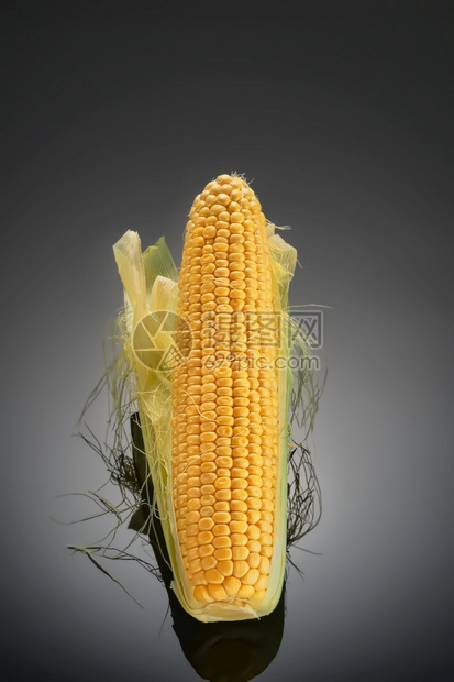 剪裁在黑暗背景上孤立的熟玉米耳朵反映可食用的物或畜牧业和生态燃料产含碳食物或生产出去落下图片