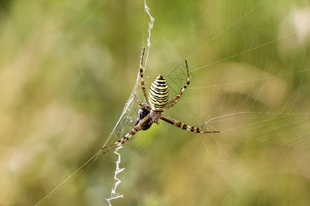 臭鼬花园蜘蛛Argiopeaurantia在它的网与猎物丑陋自然图片