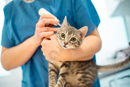 女兽医给宠物猫滴耳液图片