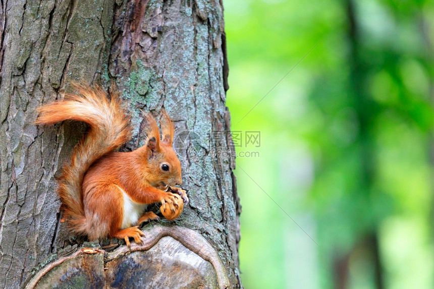 欧亚有趣的野生动物橙色松鼠坐在树上快乐地咬一个坚果复制空间的橙色松鼠坐在树上咬一个坚果图片