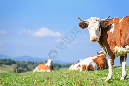 幸运而免费的牛群在阳光明媚的一天在片山地风景的背下在绿色草原上放牧农场地自然图片