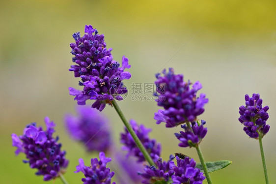 紫色薰衣草美丽绽放的紫罗兰植物Lavandulaangustifoliaangustifolia芳香疗法植物群图片