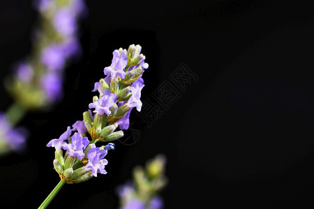 颜色植物群薰衣草美丽绽放的紫罗兰植物Lavandulaangustifoliaangustifolia花束图片
