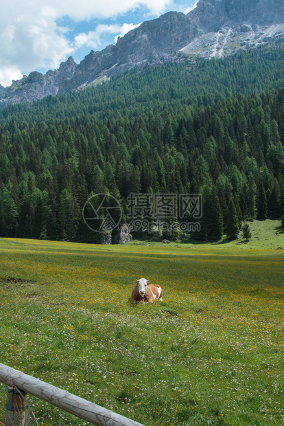 风景森林在Misurina湖附近的牧场意大利多洛米人阿尔卑斯山大风光在Misurina湖附近图片