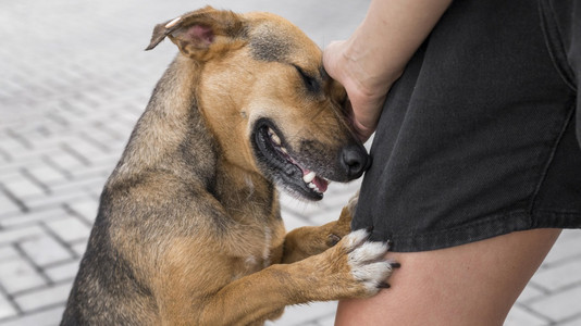 快乐的可爱狗庇护所表达爱意高分辨率照片可爱的狗庇护所表达爱意高质量照片感情听话图片