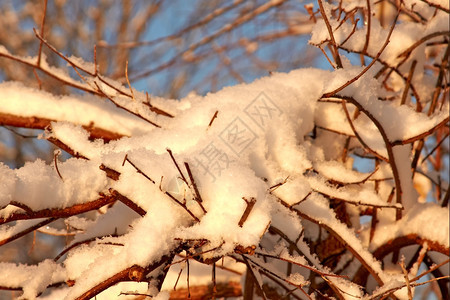 场景早期的清晨阳光下雪覆盖公园冰图片