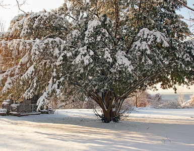 颜色乡村的降雪清晨阳光下覆盖公园图片