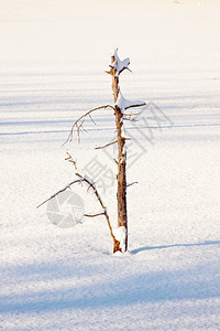 清晨的阳光下雪覆盖公园霜季节冬天图片